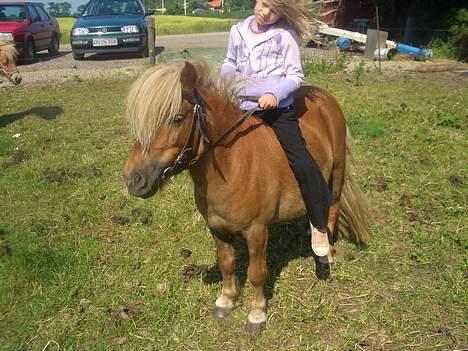 Shetlænder ejendoms heste maggie - Hej , jeg er maggie .. Er jeg ik sød ? billede 1