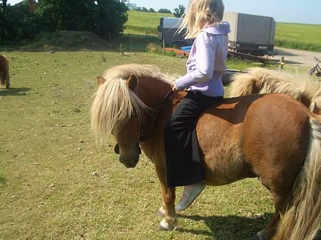 Shetlænder ejendoms heste maggie billede 2