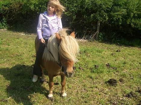 Shetlænder ejendoms heste maggie billede 3