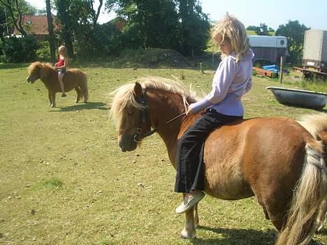 Shetlænder ejendoms heste maggie billede 4