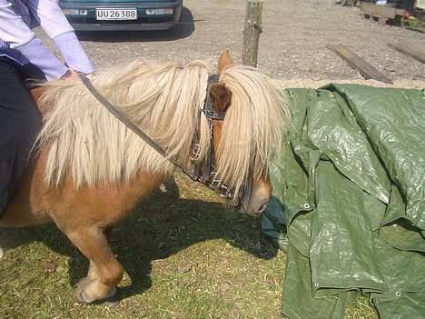Shetlænder ejendoms heste maggie billede 5