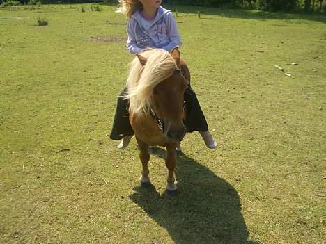 Shetlænder ejendoms heste maggie billede 6