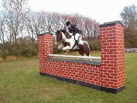 Tinker Frederik (Solgt) - Til højdespring i NVR.. Det er 115.. Vi kom op på en 130.. billede 5