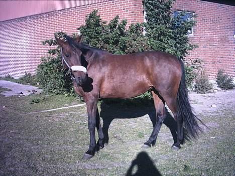 Traver Action Speed - hmmm.... jeg ved ikke rigtig om jeg gider at have at du tager billeder af mig.. gaaab.... keeeder mig... (Speedy 17. sept. 2005) billede 16