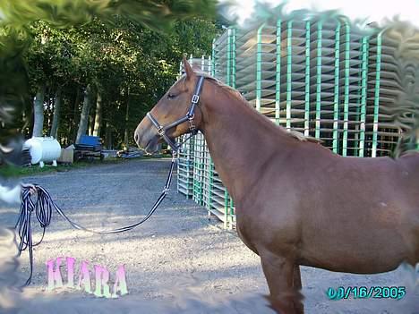 Frederiksborg Kiara - sep 2005 - Kiara på vej ud på marken. Det er åbenbart spændende billede 1
