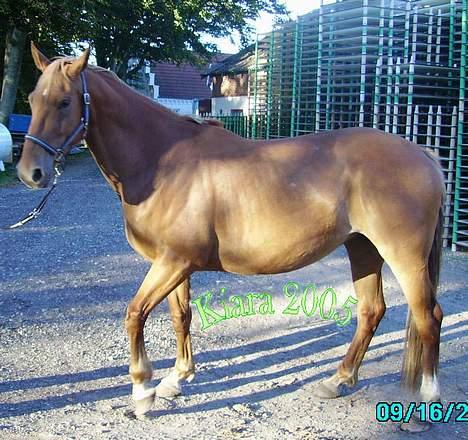 Frederiksborg Kiara - sep 2005 - Se mig billede 2