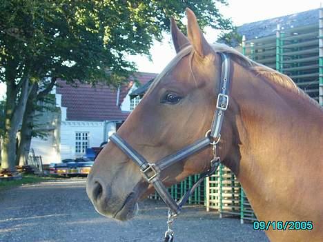 Frederiksborg Kiara - sep 2005 - Flotte Kiara (sys jeg selv) billede 3