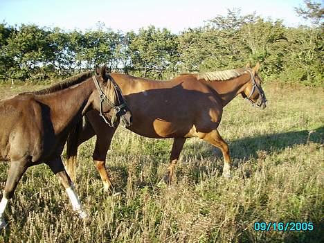 Frederiksborg Kiara - sep. 2005 - Kiara har vidst fået sig en lille kæreste <3 billede 5