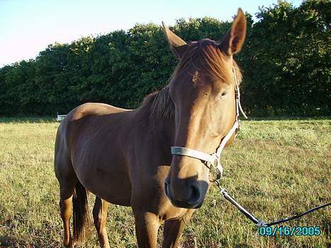 Frederiksborg Kiara - sep. 2005 - Dette er Santos, Kiaras lillebror. (han er bare større end hende) billede 6