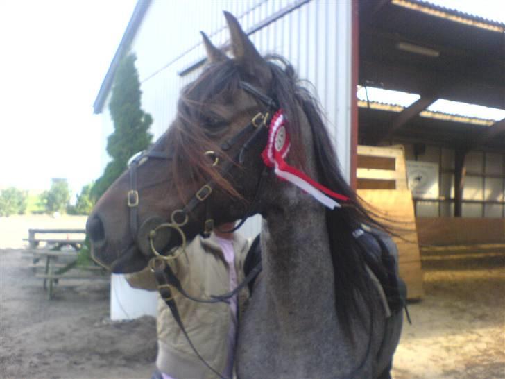 Connemara Molly Malone **R.I.P**:'( - Til salg:´(  Lige vundet... billede 1