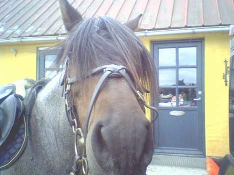 Connemara Molly Malone **R.I.P**:'( - Opmærksomhed!! - og har du lige en gulerød? billede 2