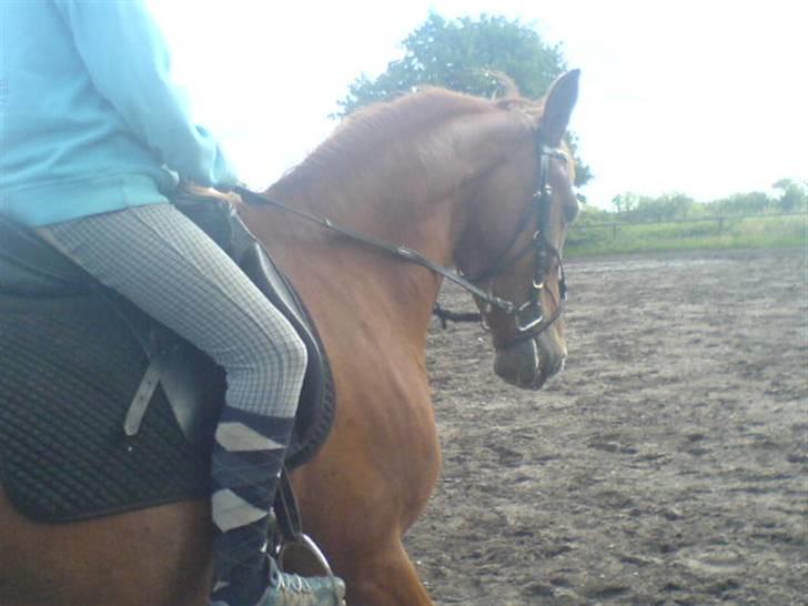 Anden særlig race Tessa billede 17