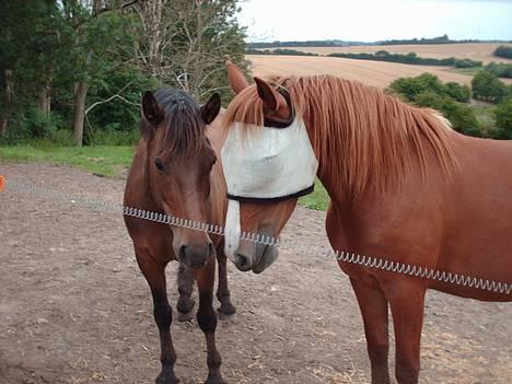 Anden særlig race Tessa - Rocky og Tessa billede 18