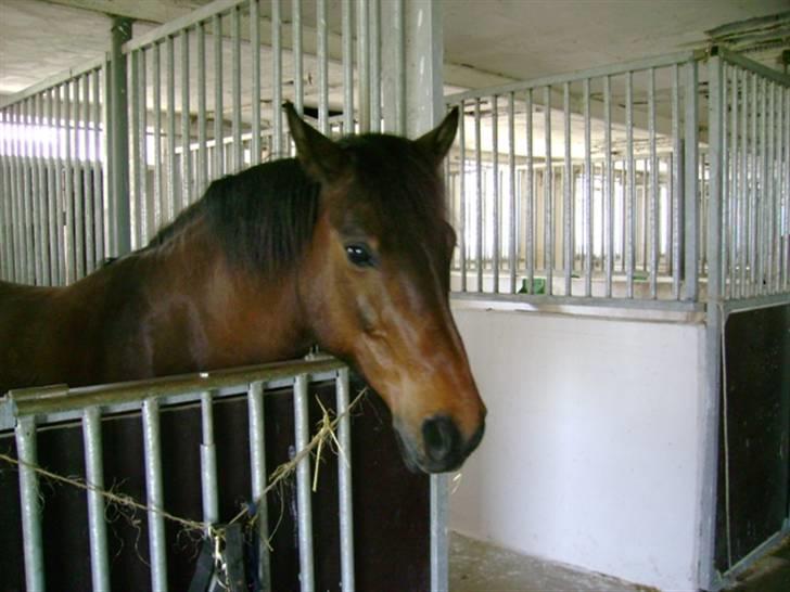 Anden særlig race † Rocky † - NYT! Rocky´s smukke hoved! billede 11