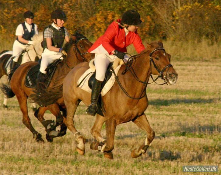 Palomino Sun-Z   *Drømmehesten* - hubertus jagt  2008   billede 12