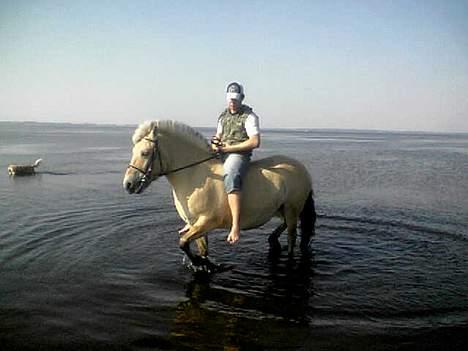 Fjordhest Bella (Død d.19-02 2014) - Charlie gav jeg lige lov til at sedde på  min ryg så kunne jeg lige skimte en chance til at komme med  til vandet...bare rolig, jeg er nu tit med ved vandet, også når jeg er for vogn billede 2