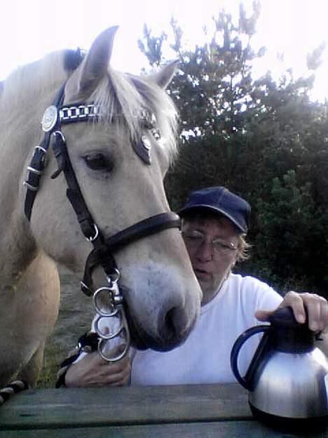 Fjordhest Bella (Død d.19-02 2014) - En dag hvor min madmor og hendes veninde havde spændt mig for vogn og kørt en tur ned til Virksund havn, der er ikk så langt. Vi holder altid en pause  ved bådklubben... billede 3