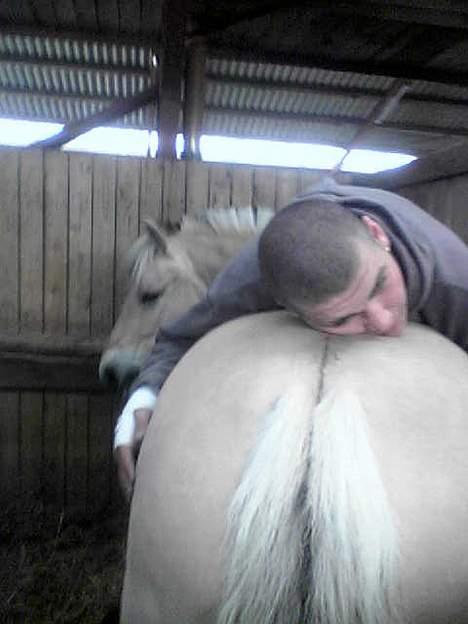 Fjordhest Bella (Død d.19-02 2014) - Min madmors søn havde mig med til Landsskuer, han var lidt træt... billede 4