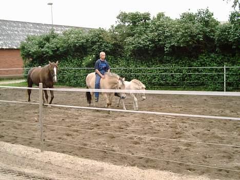Fjordhest Bella (Død d.19-02 2014) - Der var trede gang jeg havde en på ryggen, hmm er da bare ligeglad...det er min søn Bavnshøj´s Twister der går sammen med mig.... billede 5