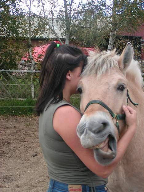 Fjordhest Bella (Død d.19-02 2014) - Her er der hvis en der har savnet mig.......gab! skal vi ikk snart til noget der er sjovt??? billede 6