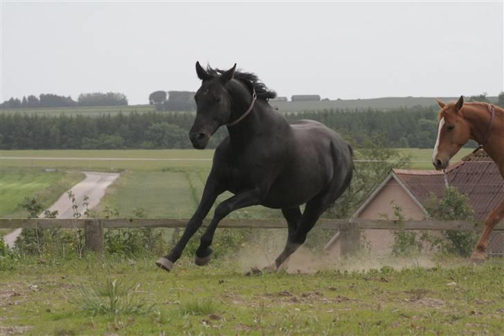 Anden særlig race Marisca billede 1