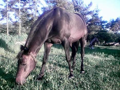 Traver Peppe Skovsgård (Død)  - Peppe går og  nyder de sidste slråler af aftensolen.... billede 1