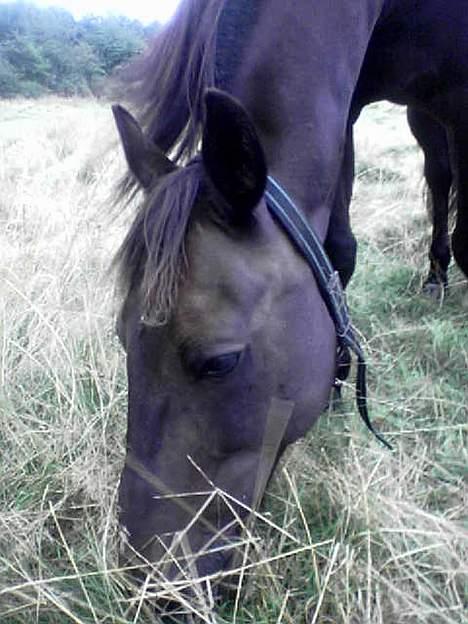 Traver Peppe Skovsgård (Død)  - Dette er min hovebeskæftigelse........"æde"     ;o) billede 2