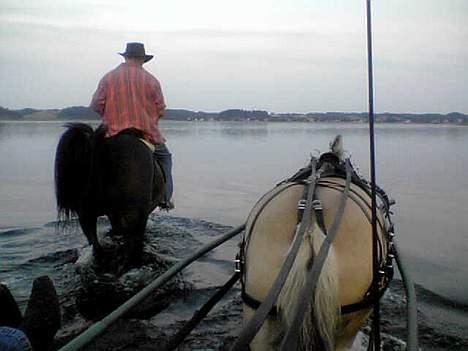 Traver Peppe Skovsgård (Død)  - Er tit ude og bade i sommersæsonen, her er jeg sammen med min veninde  Bella billede 3