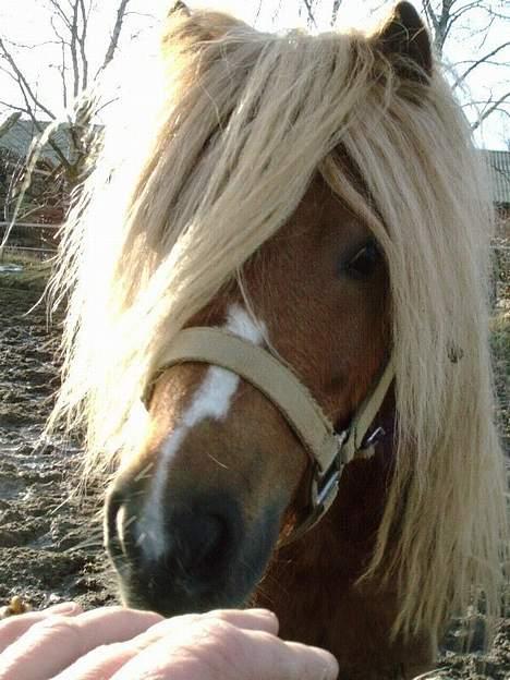 Pinto Baron (Solgt) billede 3