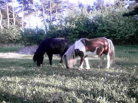 Pinto Baron (Solgt) - Elsker at gå sammen med hans hopper... billede 4