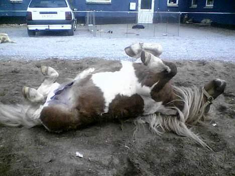 Pinto Baron (Solgt) - ÅÅh det er skønt at komme ud på lufte folden om vinteren så kan man rigtig få kløet ryggen...    ;o) billede 5