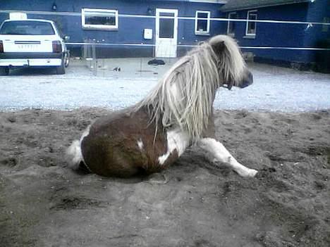 Pinto Baron (Solgt) - Jow jow, jeg kan også sætte pænt.....Thi hi hi hi billede 6