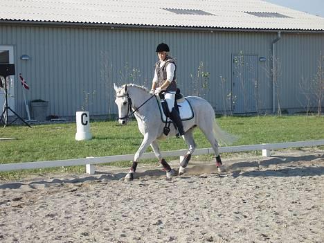 Connemara Bastian - Ringsted sportsrideklub billede 1