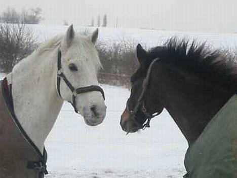 Connemara Bastian - Sabe und Sebe.. bedste Venner billede 4