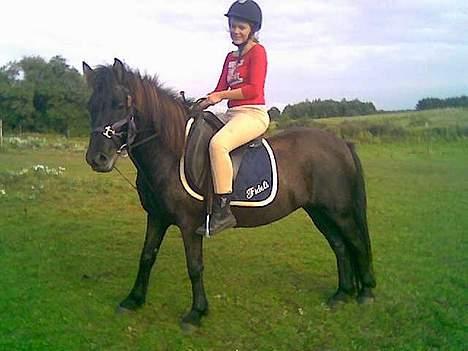 Islænder Hrafntinna fra Hejelte - Rappe og hendes part Louise..  billede 16