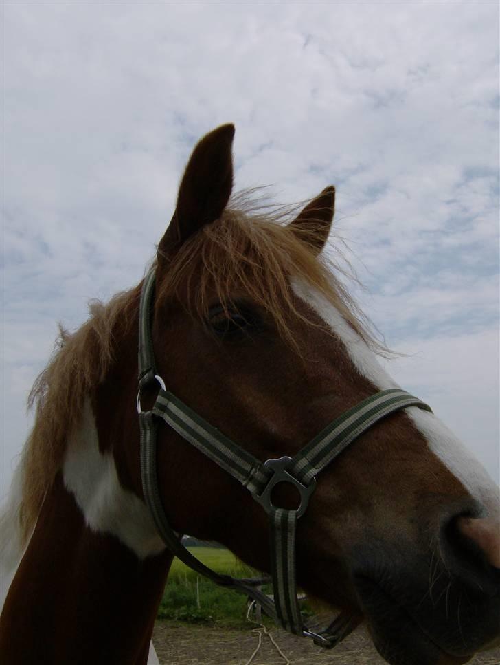 Pinto Mikki - Mikki billede 14