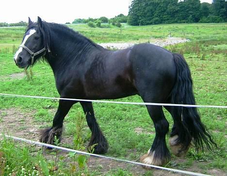 Irish Cob Scoop billede 1