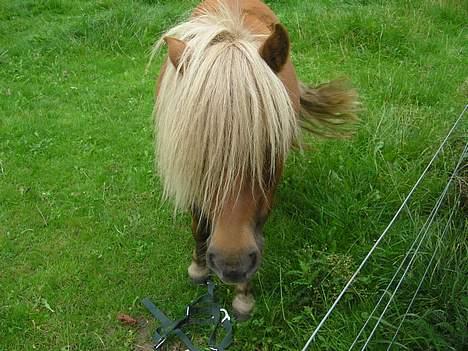 Shetlænder ejendoms heste maggie - Hvem slukkede lyset?? billede 7