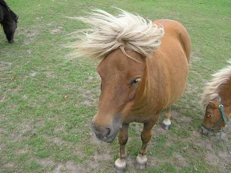 Shetlænder ejendoms heste maggie - Ej, alt den vind altså! billede 8