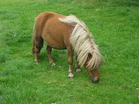 Shetlænder ejendoms heste maggie billede 9