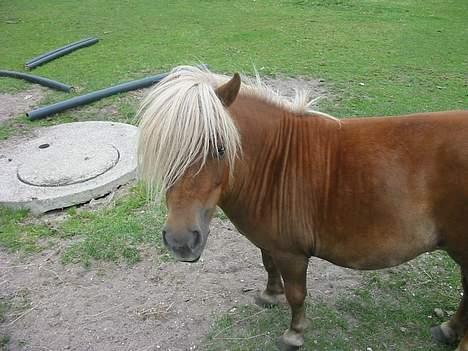 Shetlænder ejendoms heste maggie billede 10