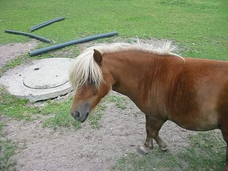 Shetlænder ejendoms heste maggie - Er det mig ii tar´ billeder af? billede 12