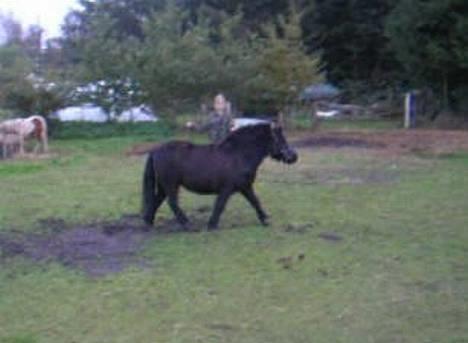 Shetlænder Klinkhøjs Prins (Solgt) - amalie og prins i longe.. hihi.. billede 15