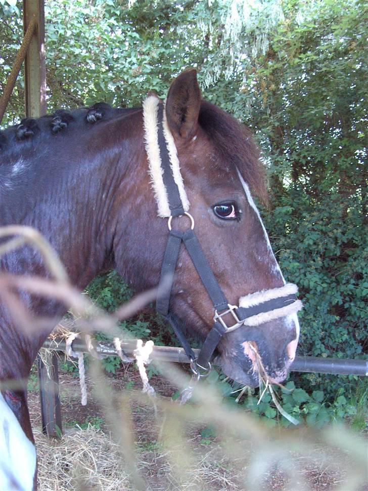 Tinker Frederik (Solgt) billede 8
