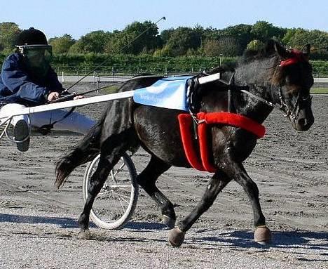 Gotlandsruss Maja (DØD) - Frederik kører med Maja billede 1