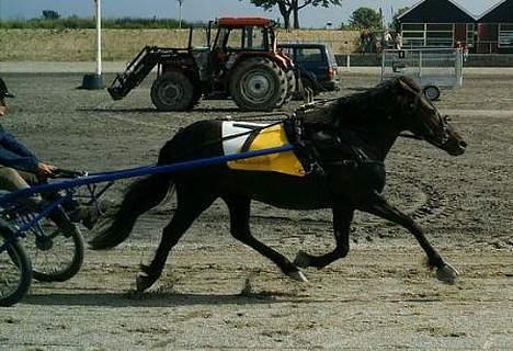 Gotlandsruss Maja (DØD) - Maja billede 4