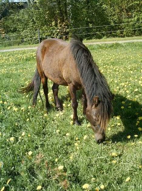 Gotlandsruss Maja (DØD) - Maja på marken billede 7
