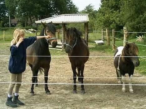 Gotlandsruss Maja (DØD) - Maja & Co. billede 8