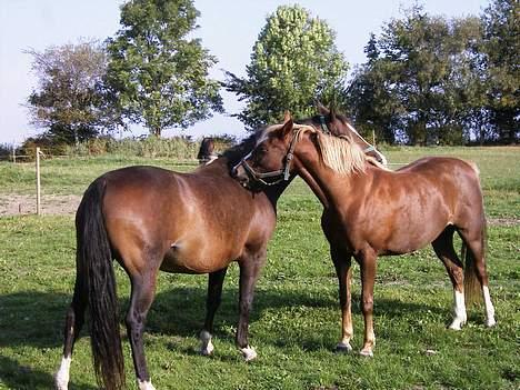 DSP Madonna - Anika-Kick og Madonna er blevet gode veninder sep.05 billede 6