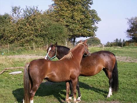 DSP Madonna - Madnna og Anika nusser - sep o5 billede 7